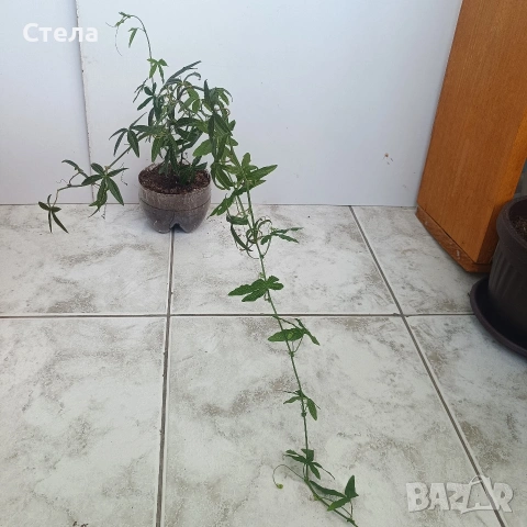 Пасифлора, бял Бенджамин, Сансевиера, мексиканска мента, Копривка , снимка 10 - Градински цветя и растения - 51170707