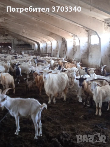 Продавам ярета, пръчове и кози