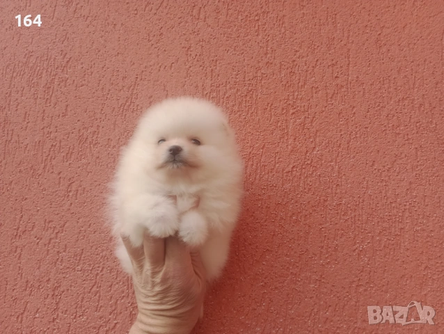 Померани. Момиче и момче. Реални снимки от 08.02.26 г, снимка 8 - Померан - 53316084