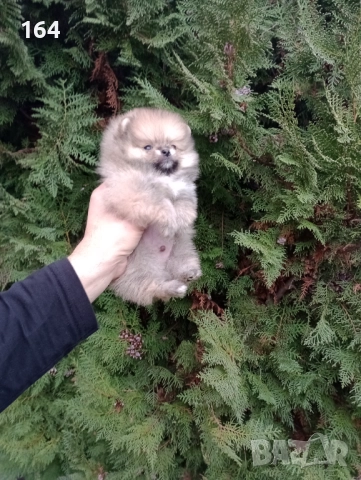 Миниатюрен мъжки Померан. Реални снимки !!!​ , снимка 7 - Померан - 52809054