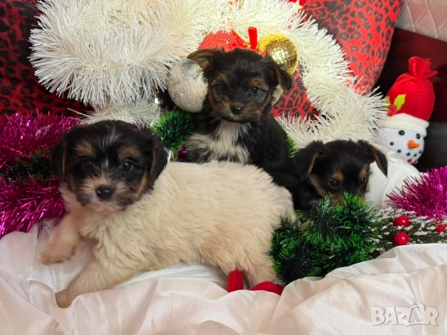 Мини йорки, снимка 8 - Йоркширски териер - 52854416