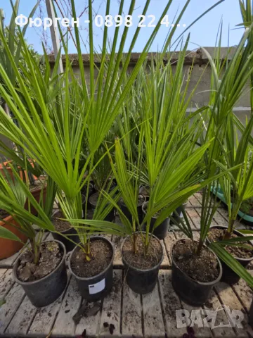 Палма Хамеропс, Chamaerops humilis, снимка 4 - Разсади - 50405858