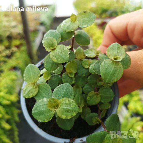 Кализия, Callisia Repens Care, снимка 12 - Стайни растения - 42265579