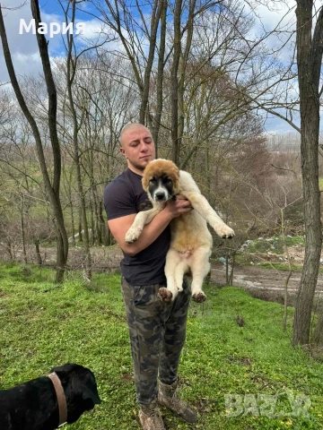 Кавказки вълкодав