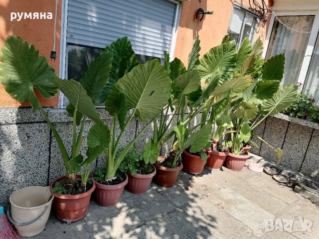 Трилистници от 1.20м до 2м , снимка 6 - Стайни растения - 38399650