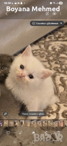 Шотлански и британски котенца момичета и момчета, снимка 1