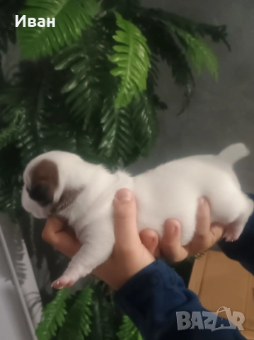 Джак Ръсел териер, снимка 3 - Джак ръсел териер - 53078963