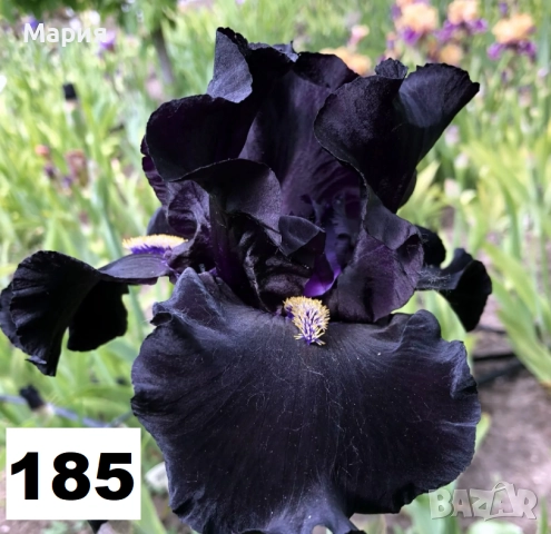 Сортови вискоки ириси /брадати ириси, снимка 9 - Градински цветя и растения - 51459166