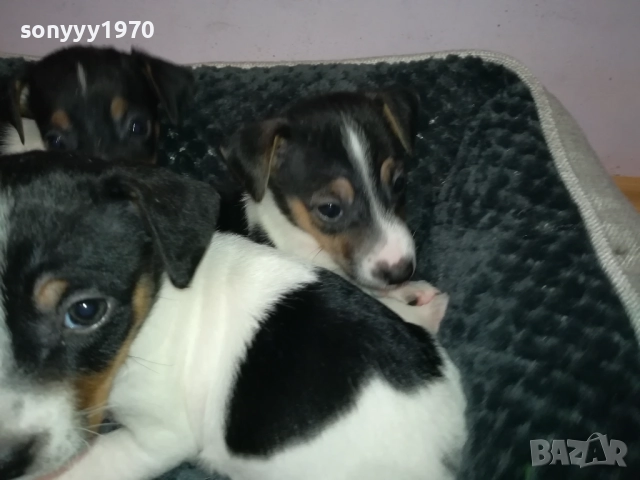ДЖАК РЪСЕЛ ТЕРИЕР-БЕБЕТА//ВИДИН 2609252206, снимка 12 - Джак ръсел териер - 51851833