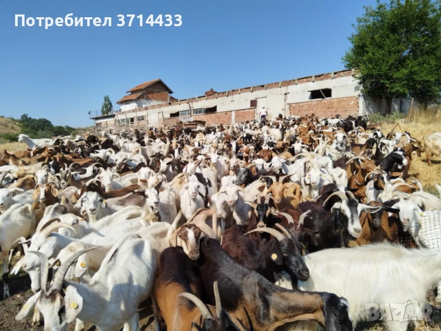 Продавам кози, снимка 7 - Кози - 50921088