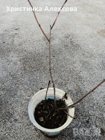 Арония разсад