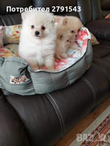 померан момиче и момче