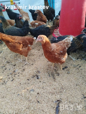 пилета, ярки, снимка 2 - Кокошки и пуйки - 52823505