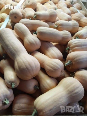 Българки тикви (тиква), снимка 6 - Други - 51945282