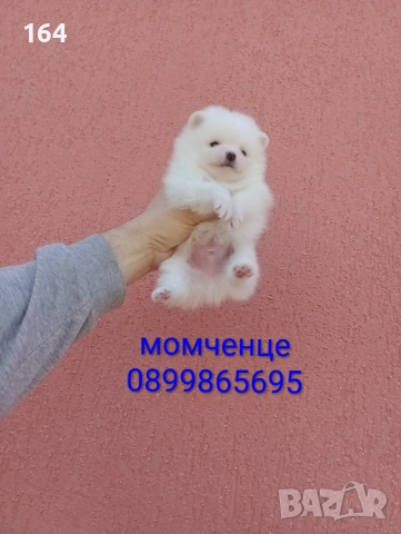 Бели Померани. Реални снимки от 29.12.25 г. 