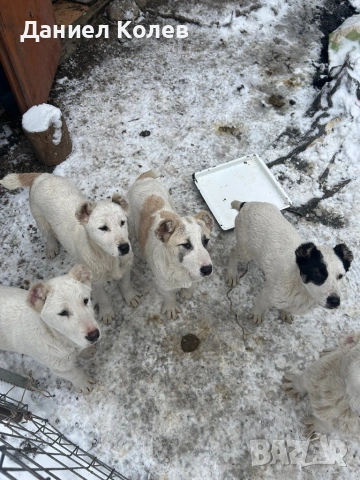 Продавам женски алабаи, снимка 5 - Алабай - 53400045