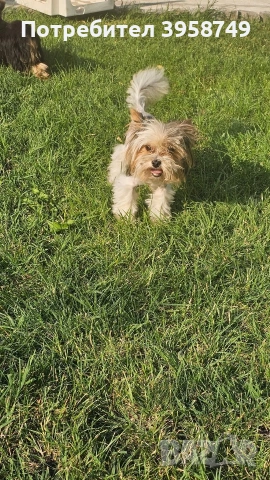 йорки бивер с родословие, снимка 2 - Йоркширски териер - 53753564