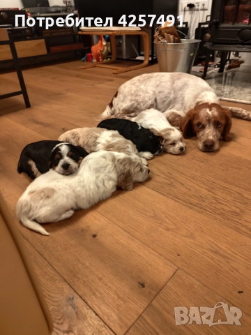 Продавам малки кученца епаньол бретон шпаньол, снимка 5 - Други - 52855443