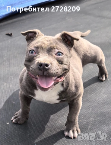 Американско Були Покет/American Bully Pocket 