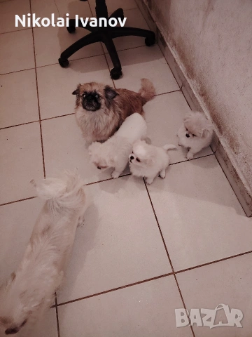 Бели пекинезчета на 60 дни , снимка 2 - Пекинез - 53741692