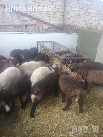 Мъжки агнета 22-25 килограма , снимка 6 - Овце - 53327822