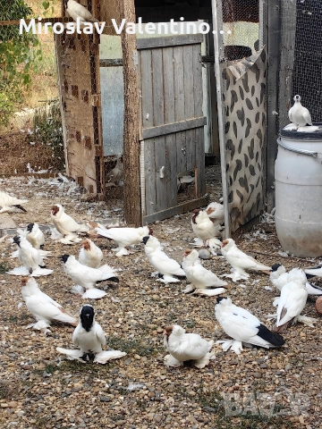 шмалкалденски монахини, снимка 2 - Гълъби - 52795046