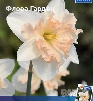 Луковици НАРЦИС, снимка 9 - Градински цветя и растения - 56336423