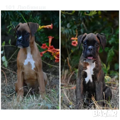 Немски боксери с родословие, снимка 4 - Боксер - 47449180