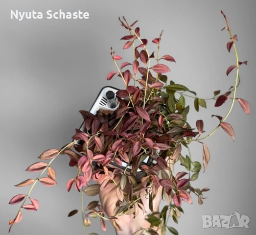 Хоя Hoya sp. NS12-323 microdwarf, снимка 1