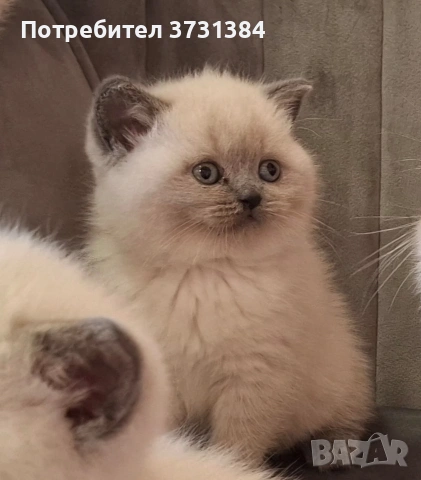 Британски колорпойнт котета, снимка 6 - Британска късокосместа - 53847230