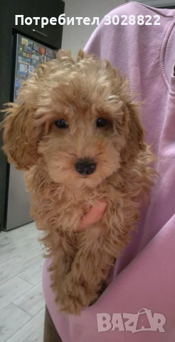 Той Пуделчета чистокръвни