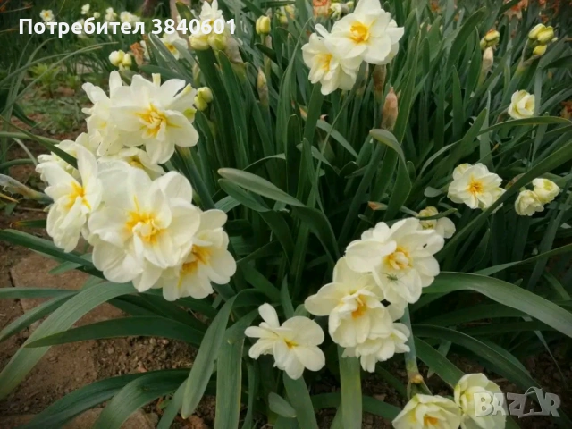 Нарциси (10 луковици) , снимка 2 - Градински цветя и растения - 53815354