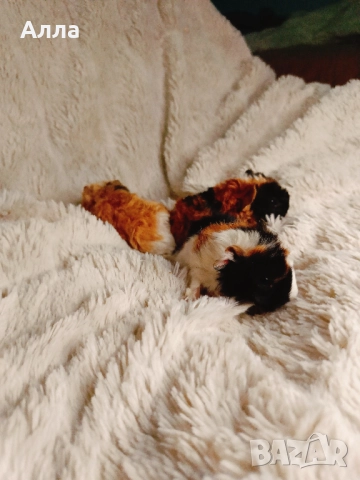 Соски свинчета альпако. С дълга къдрава коса. , снимка 2 - Морски свинчета - 52861716