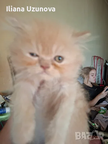 Мъжко персийско котенце , снимка 4 - Персийска - 55472475