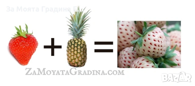 Ананасова Ягода - Бяла Ягода с вкус на Ананас , снимка 8 - Разсади - 53623978