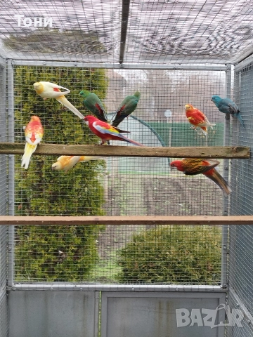 продавам папагали 