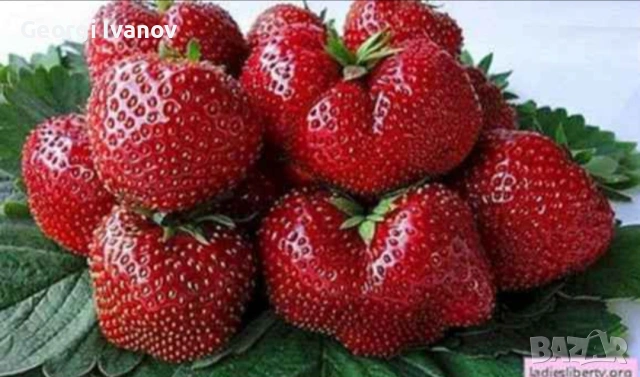 Расат Ягуди и Малини, снимка 5 - Разсади - 53695739