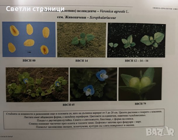 Помагало по хербология, снимка 7 - Специализирана литература - 44166351
