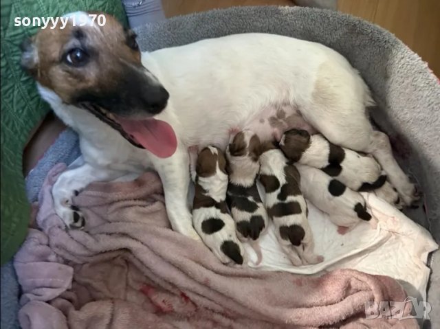 ДЖАК-КУПУВАМ ДЖАК РЪСЕЛ 1004251727, снимка 2 - Джак ръсел териер - 49848536