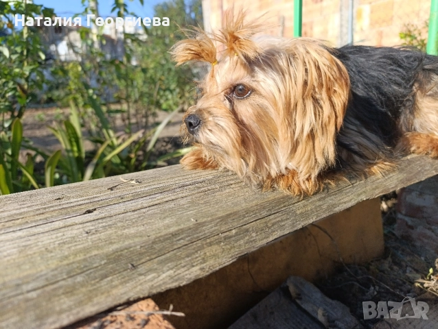 Продава се йоркширски териер, снимка 1