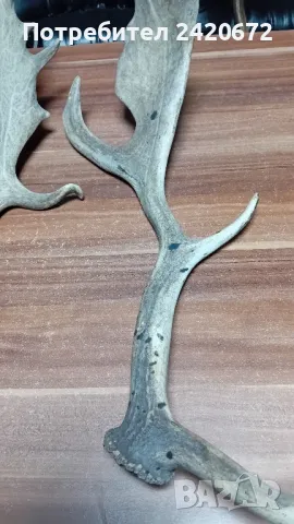 еленови рога на  лопатар, снимка 4 - Други ценни предмети - 48977667