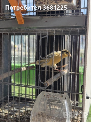 Испански Тимбрадо канарчета 2025, снимка 4 - Канари - 53594372