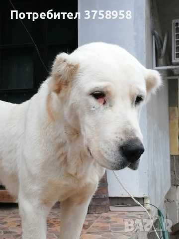 продавам алабаи женски на 1г, снимка 2 - Алабай - 52142140