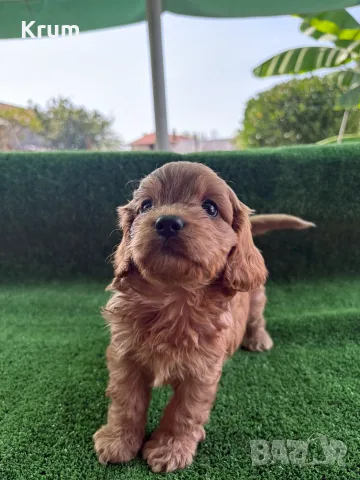 Cavapoo  Кавапу, снимка 5 - Кавалер кинг чарлз шпаньол - 55875940