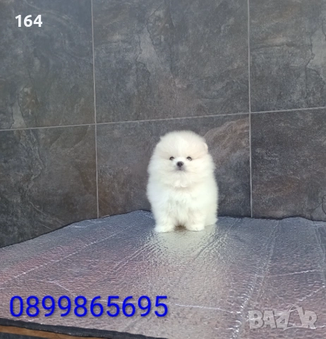 Померан. Реални снимки от 19.01.26 г. , снимка 3 - Померан - 53122247