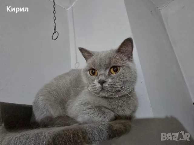 Британска късокосместа