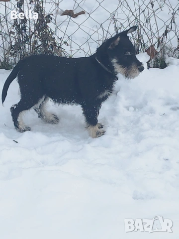 Мини шнауцер , снимка 5 - Други - 53119397