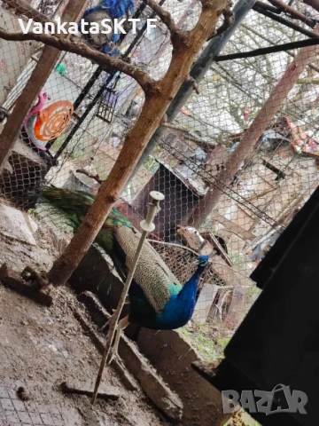 Двойка пауни