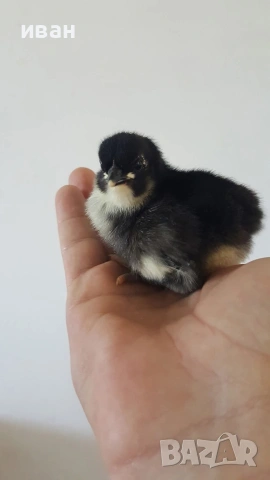 свободни петлета Брезе 