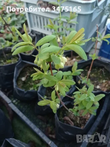 Лоницера Камчатика - Майска боровинка, снимка 1